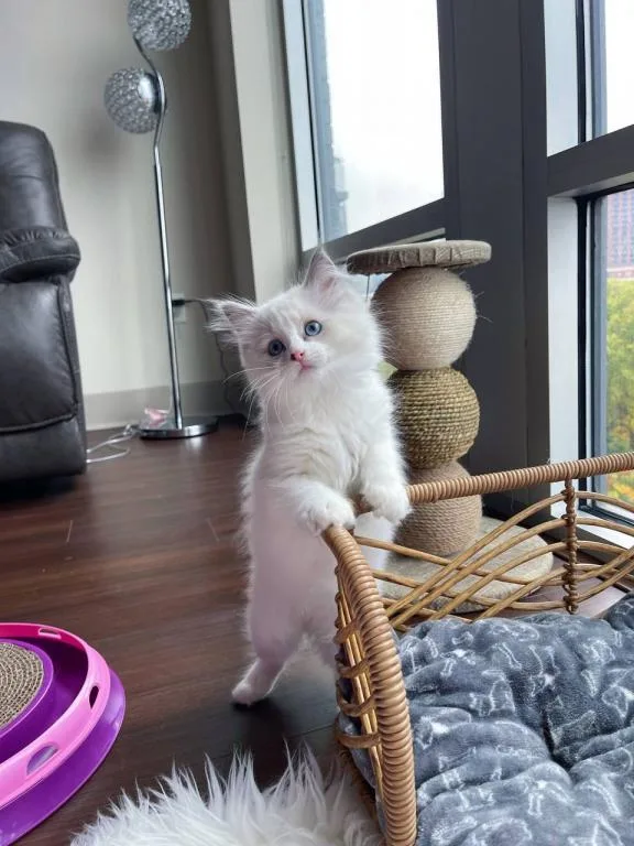 Ragdoll kittens ready to go