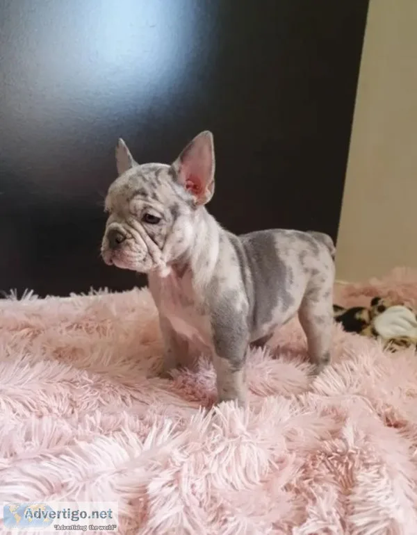 French bulldog puppies for sale