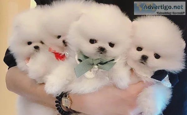 POMERANIAN PUPPY S