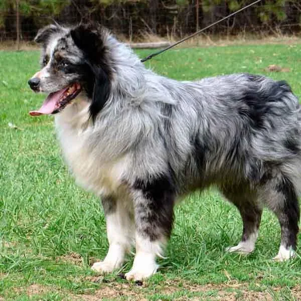 Find the best Australian Shepherd Puppies at Rising Sun Farm