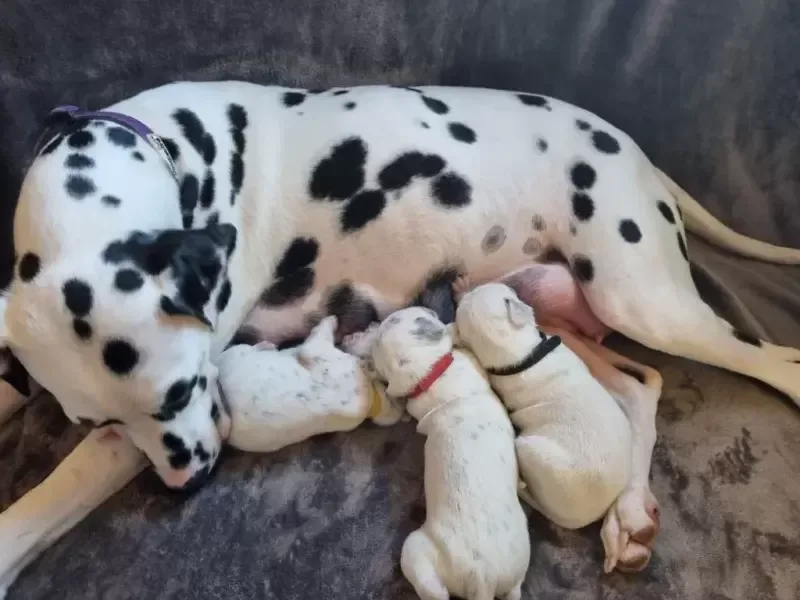 AKC Dalmatian Puppies Available.