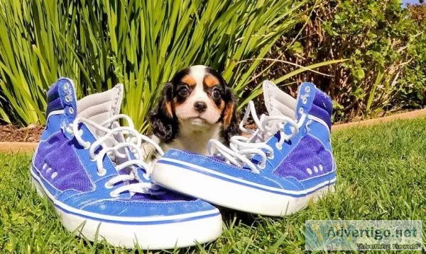 cavalier king charles spaniel