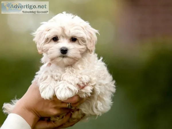 cdvr Charming MALTIPOO  puppies