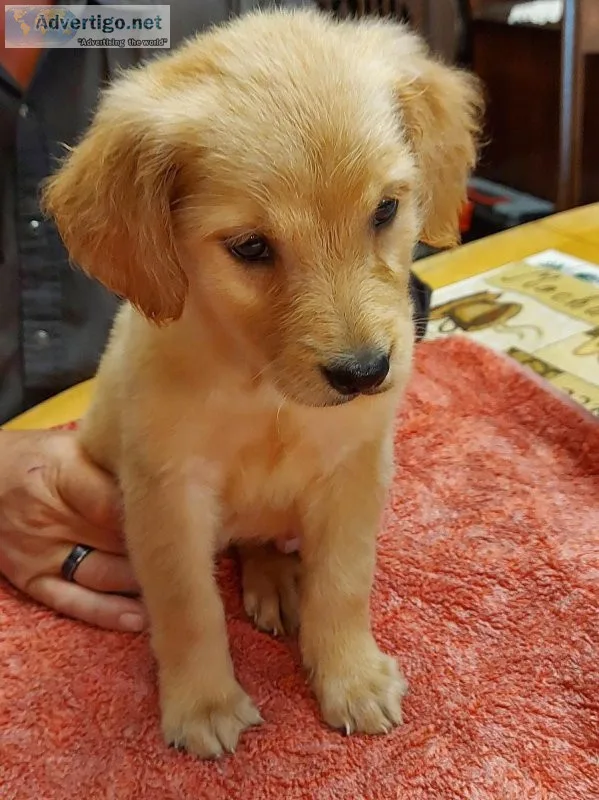 Golden retriever puppies