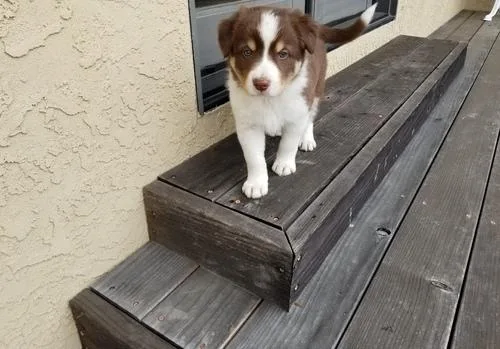 Beautiful Border Collie Puppies