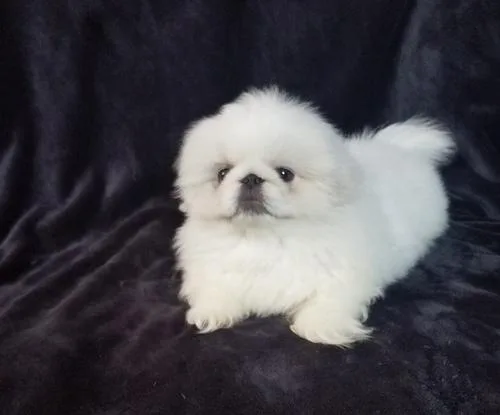 Beautiful Pekingese Puppies For Sale.