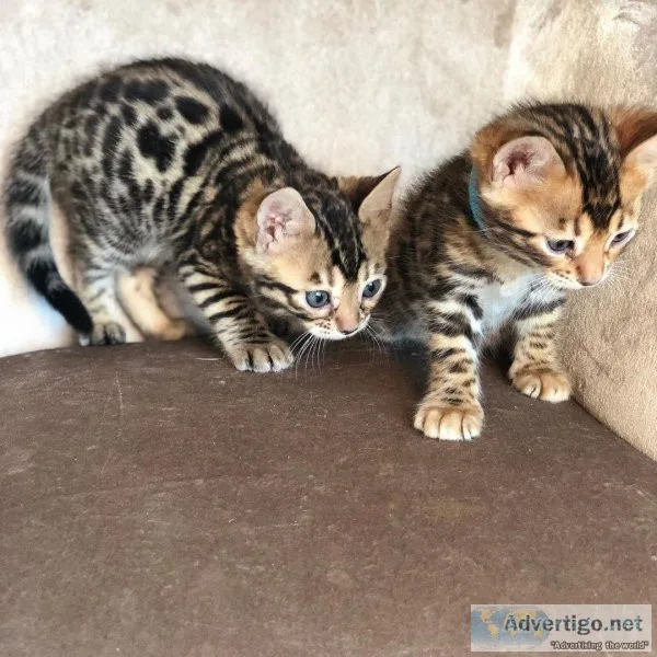 Bengal kittens available