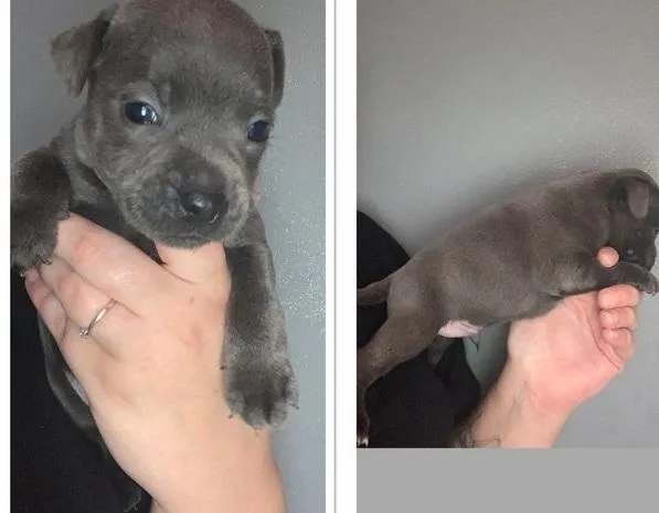 dfht  Staffordshire bull terrier puppies