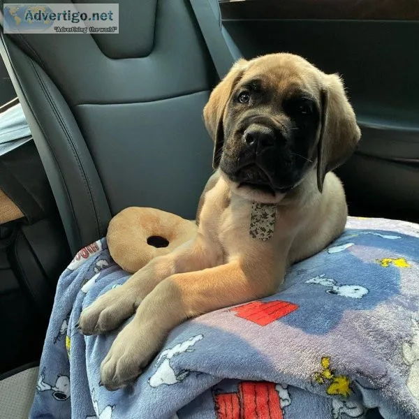 MALE AND FEMALE English Mastiff FOR CHRISTMAS