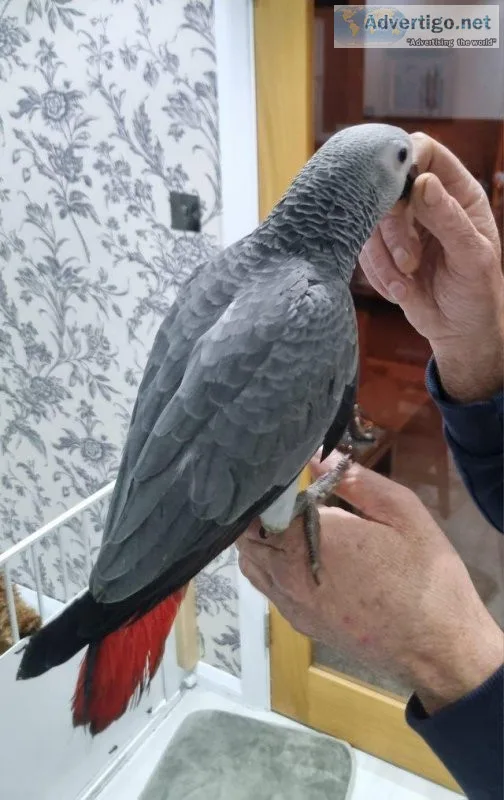 Super tame african grey babies