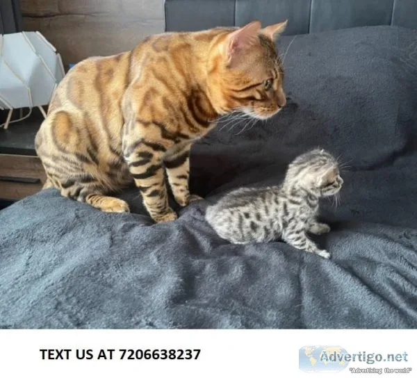 PLAYINGG BENGAL KITTENS available for New home