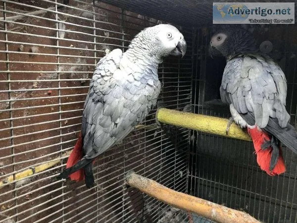 African Grey parrots hand reared