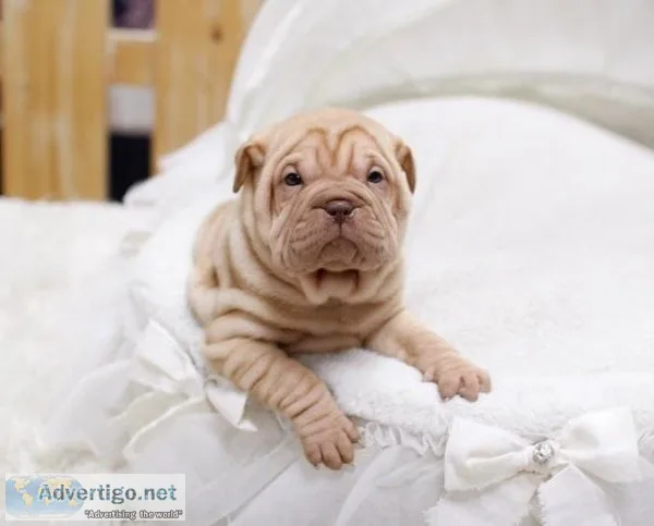 chinese shar pei