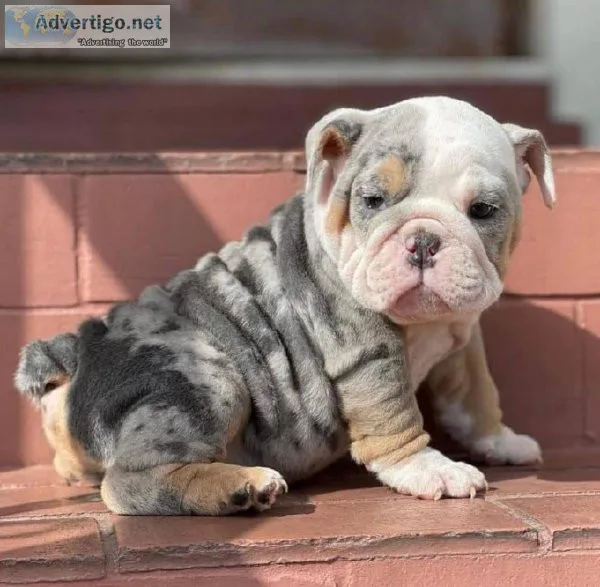 French bulldog puppies
