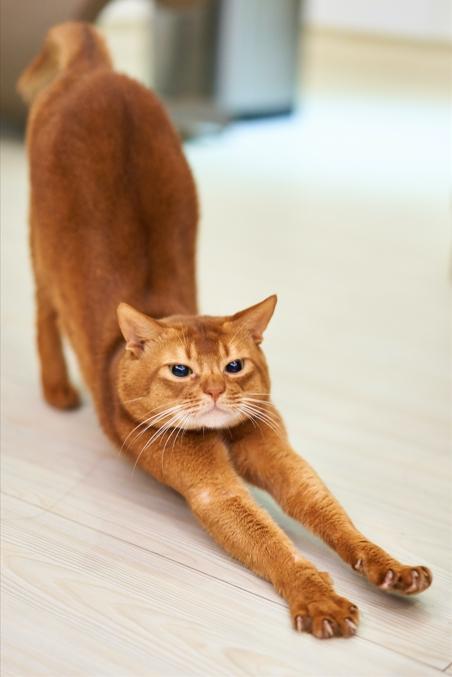 Allergies and Dermatology - Veterinary Clinic Waterdown ON