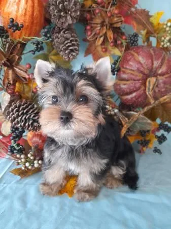 Yorkie boy AKC