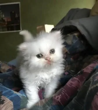 Persian kittens available