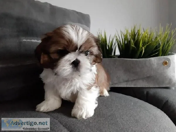 htjtj   Male and Female Shih Tzu puppies