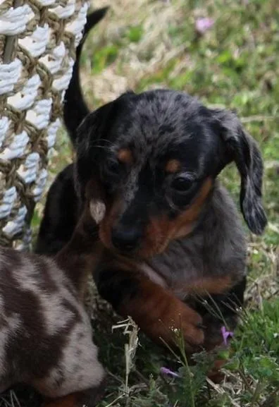 Very Intelligent Dachshund puppies