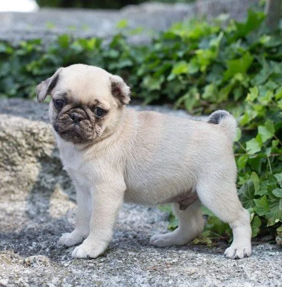 AKC reg. Pug puppies
