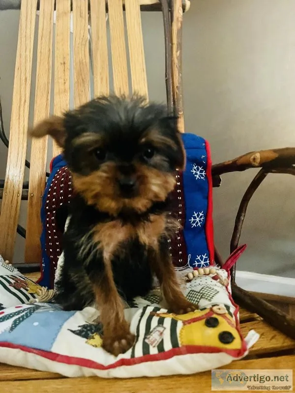 Yorkies