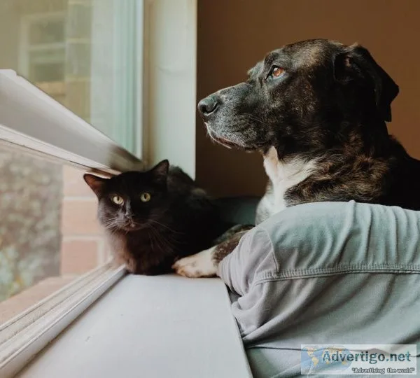 Laser Therapy - Animal Hospital Greenbrae CA
