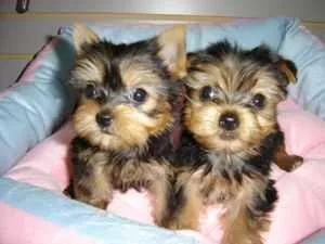 Absolutely Healthy Yorkie Puppies For Adoption Now