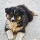 AUSTRALIAN SHEPHERD LK