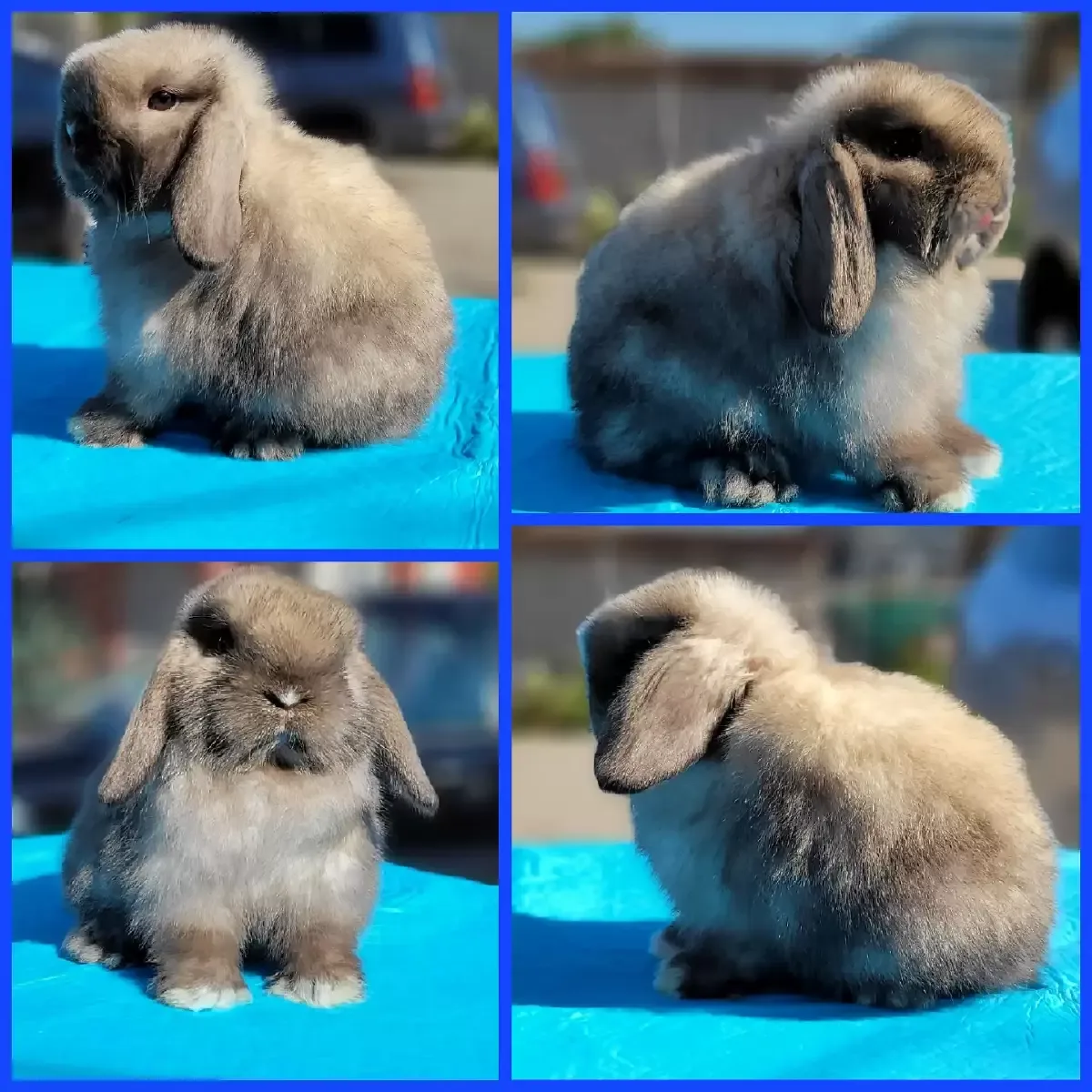 Holland Lop