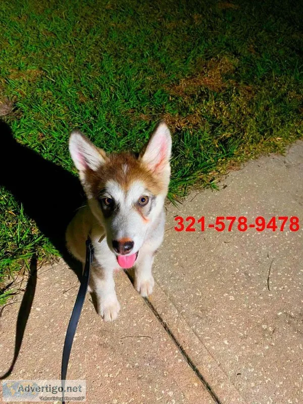 Alaskan Malamute puppy