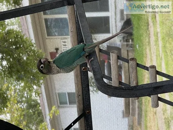 Turquoise Greencheek Conure