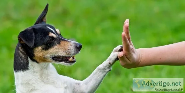 Improve Your Dog s Bad Behavior With This Proven Training System