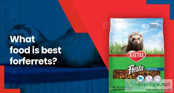 What Food Is Best For Ferrets