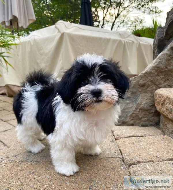 HAVANESE PUPPIES FOR CHRISTMAS