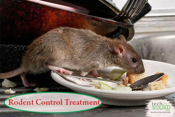 Complete Rodent Control in Ulsoor Bangalore with TechSquadTeam