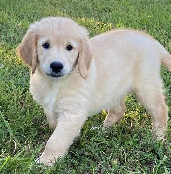 AKC Golden Retriever Puppies