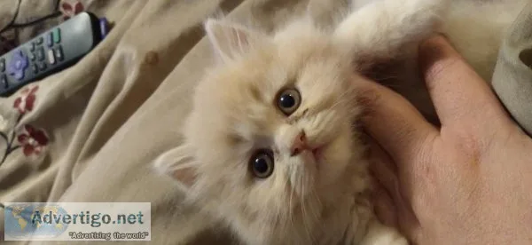 Persian kittens