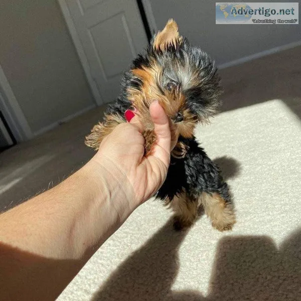 Yorkie puppies available