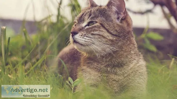 Get A Comfortable Home For Your Cats With Cattery In And Morpeth