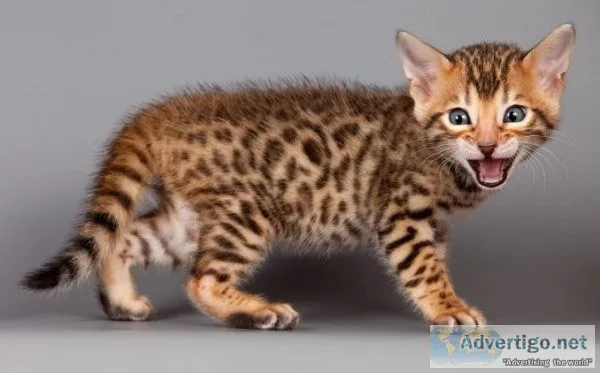 FHJTY JKLIO Bengal kittens
