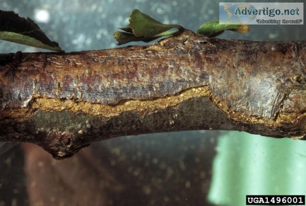 Looking For The Best Botryosphaeria Canker Treatment in Your Are