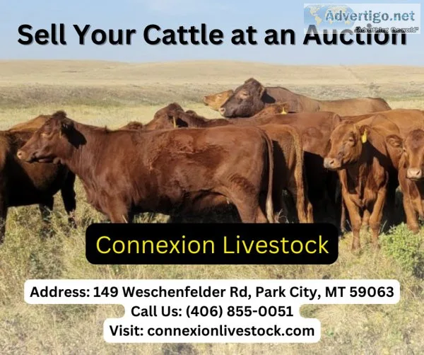 One Stop Solution to Cattle for Sale ConneXion Livestock
