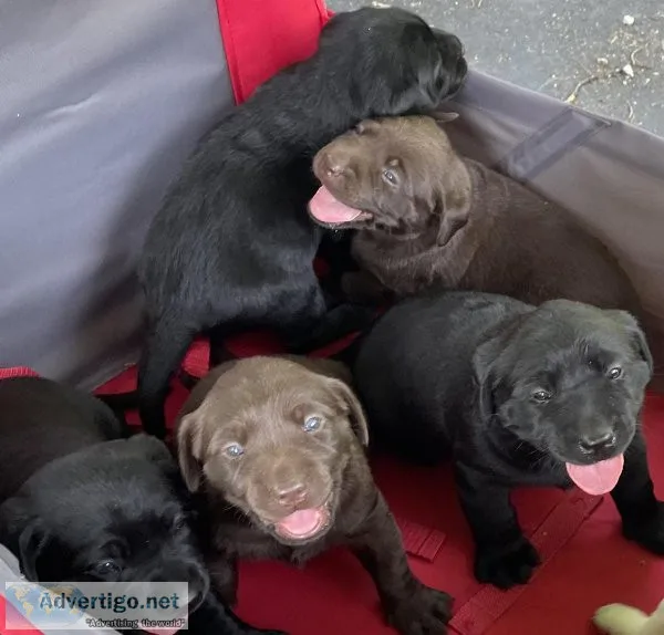 AKC Labrador puppies