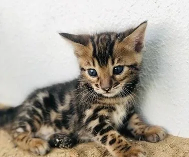 Bengal kittens now available