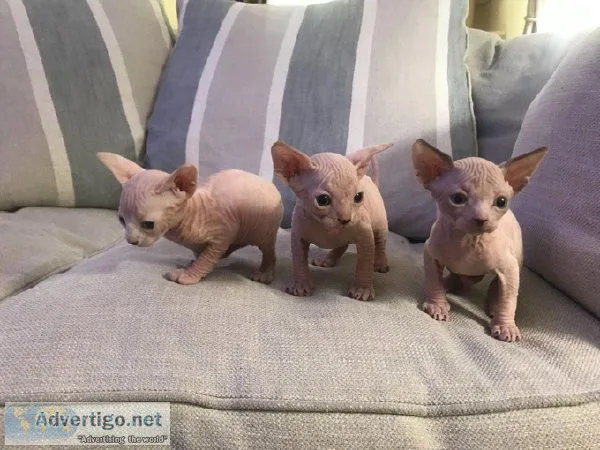 Xmas Beautiful Sphynx Kittens
