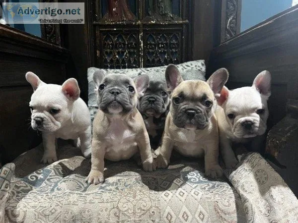 French Bulldog Chunky Puppies