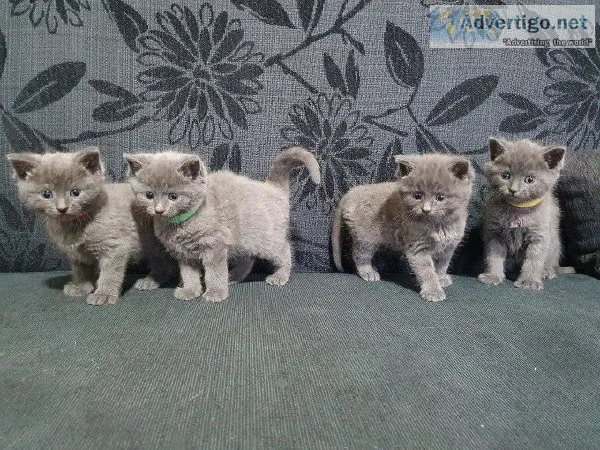 Cute Russian Blue Kittens