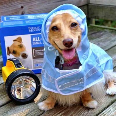 June is National Pet Preparedness Month - Vet Holly Springs MS