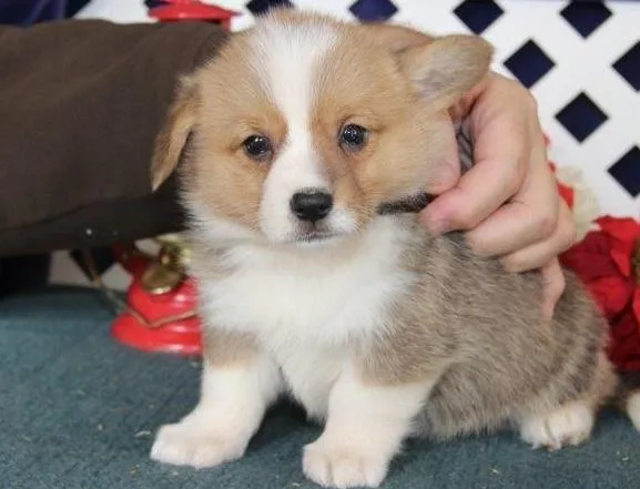 dhru  Pembroke Welsh Corgi puppies