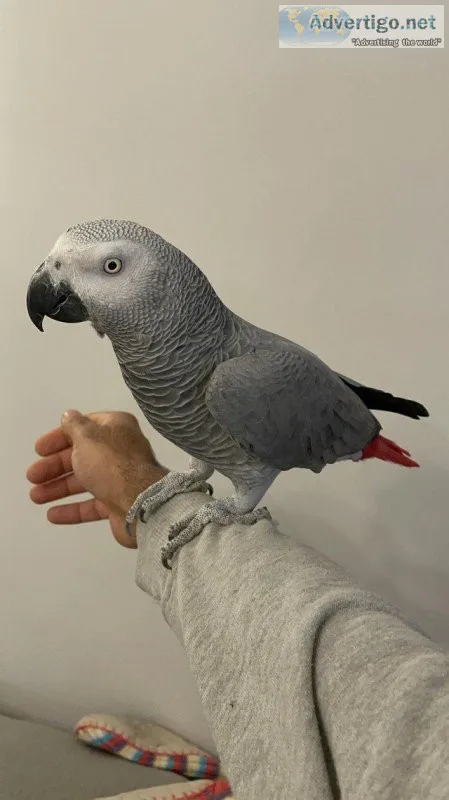Very Tame Cuddly Talking Male African Grey Parrot